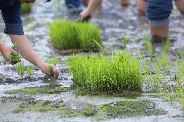 Miris!! Indonesia Berpotensi Kehilangan 90 Ribu Hektar Sawah Per Tahun