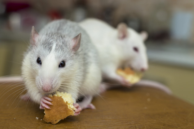 Usir Tikus di Rumah dengan Bahan - Bahan yang Ada di Dapur